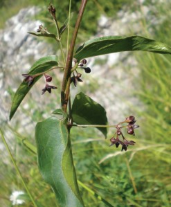 black-swallow-wort