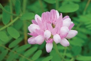 Crown-vetch-300x203