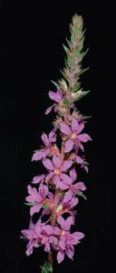 Purple-Loosestrife-128x300