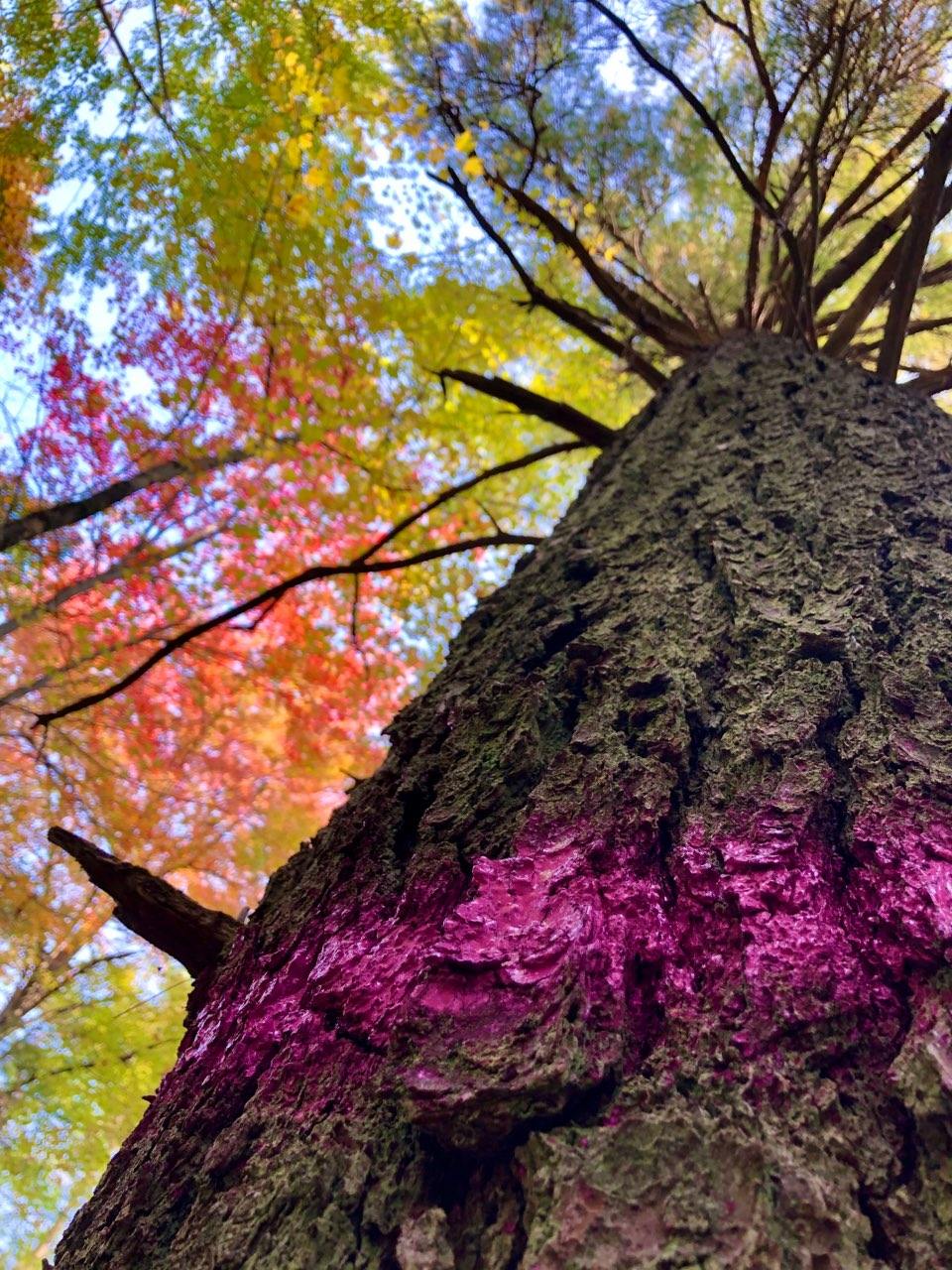 DNR Fall Marking in Scott Township 1.5