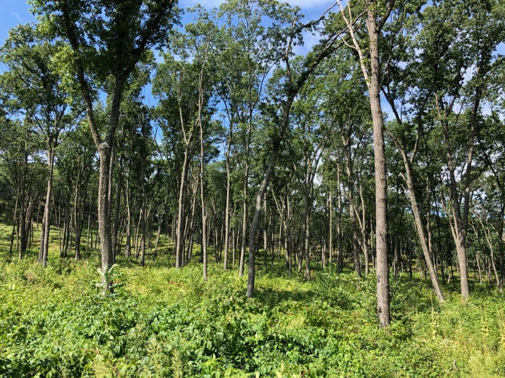 DNR Shelterwood Oak Harvest in New Lyme